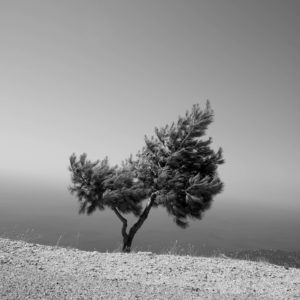 Tree and Sea