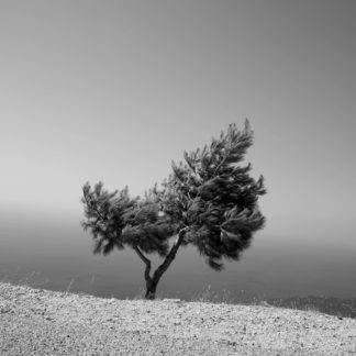 Tree and Sea