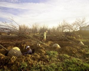 The Tree Farm, Home Stills