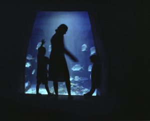 The Aquarium, Home Stills