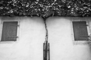 Plant Symmetry