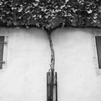 Plant Symmetry