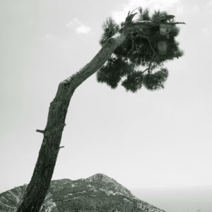 Pine Tree and Sea