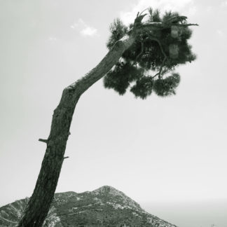 Pine Tree and Sea