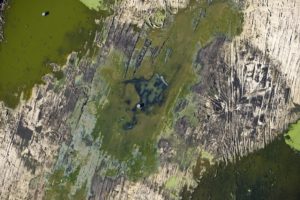 Verdant