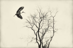 Encounter