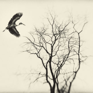 Encounter