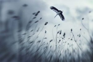 Dream of Zenith