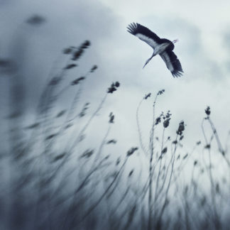 Dream of Zenith