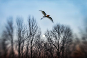 Dream of Flying