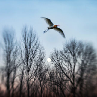 Dream of Flying
