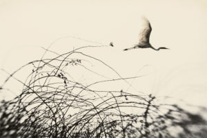 Dream of Genesis