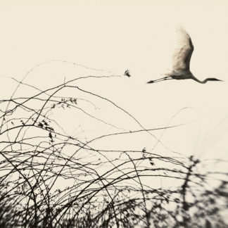 Dream of Genesis