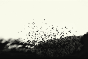 Black Metamorphosis