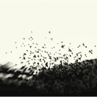 Black Metamorphosis