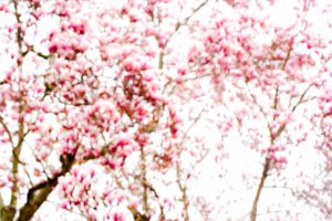 Untitled 2011.04.0185
