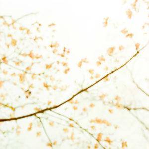 Still 2005.04.15.08