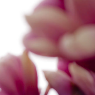 Magnolia 20
