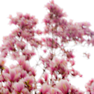 Magnolia 013