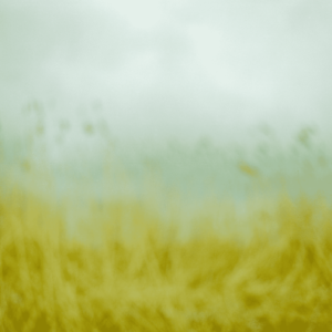 Landscape 41