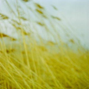 Landscape 042