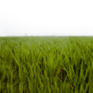 Landscape 039