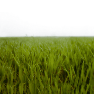 Landscape 039