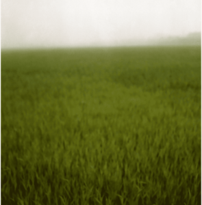 Landscape 037
