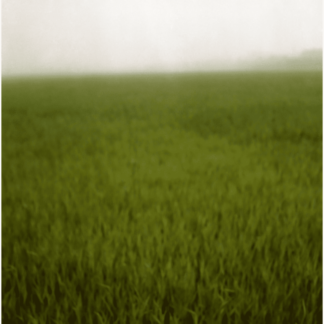 Landscape 037