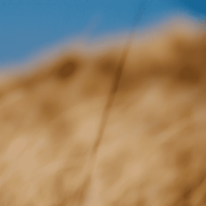 Landscape 035