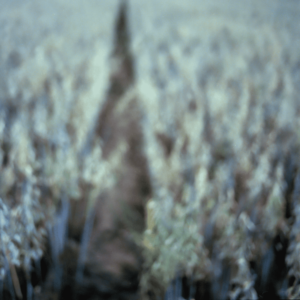 Landscape 026