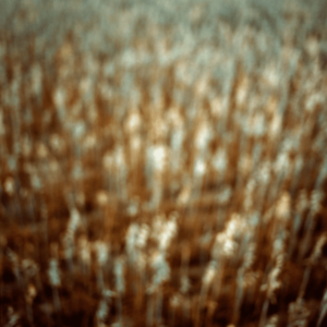 Landscape 025