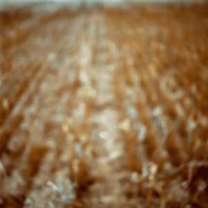 Landscape 024