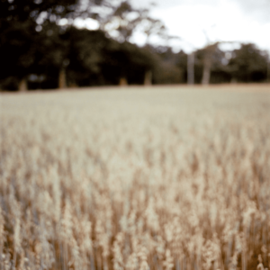 Landscape 023