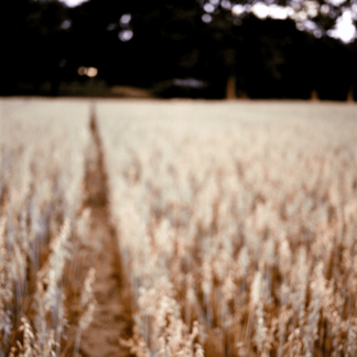 Landscape 022