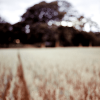 Landscape 021