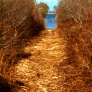 Landscape 014