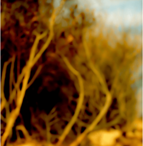 Landscape 013