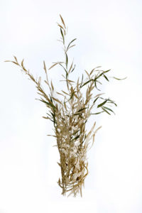 Donna Forma, "Unity", bamboo, bent wood