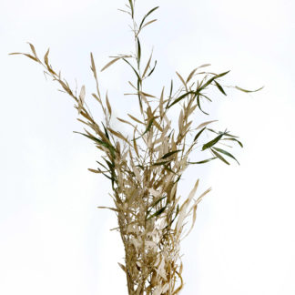 Donna Forma, "Unity", bamboo, bent wood