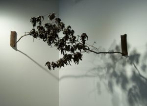 Oak Branches