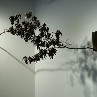 Oak Branches