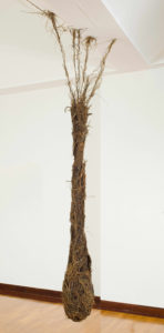 Roots
