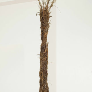Roots