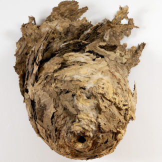 Algae Breast
