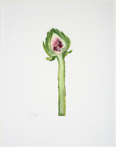 Heather Sandifer, "Long-Stemmed Artichoke, Cat. 131," mixed media on vellum paper