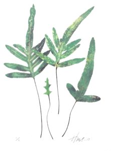 Aureum Fern Cat. 127