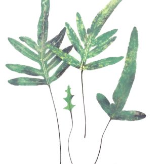 Aureum Fern Cat. 127