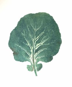 Cabbage Leaf Cat.132