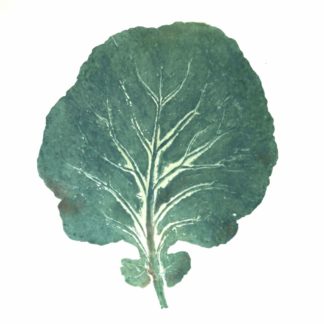 Cabbage Leaf Cat.132